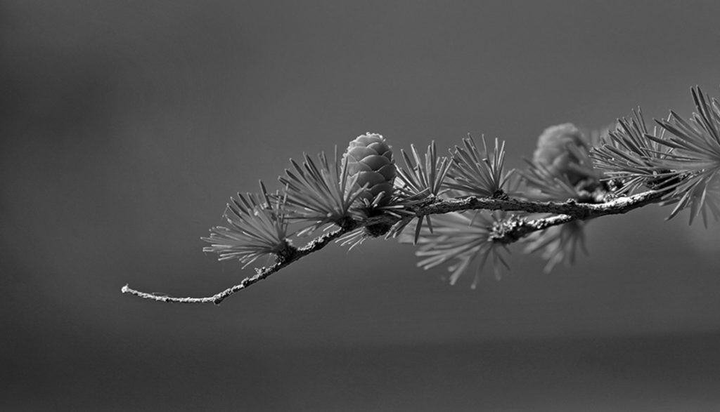 The Desolate Beauty of Greenland Mid02 Free Img 1024x587 1